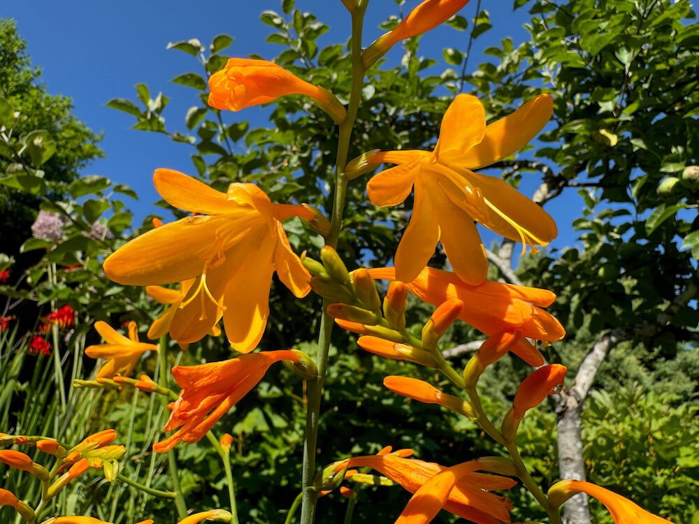 Crocosmia x crocosmiiflora 'Walberton Yellow' 01.jpeg