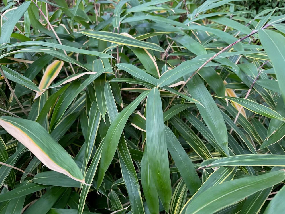 Sasaella masamuneana 'Albostriata' 01.jpeg