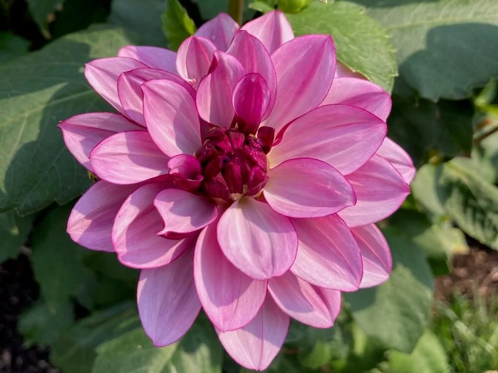 Dahlia 'Crème de Cassis' | Crème de Cassis Dahlia