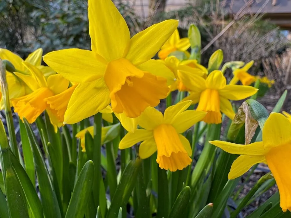 Narcissus pseudonarcissus 'Tete-a-Tete' 02.jpeg