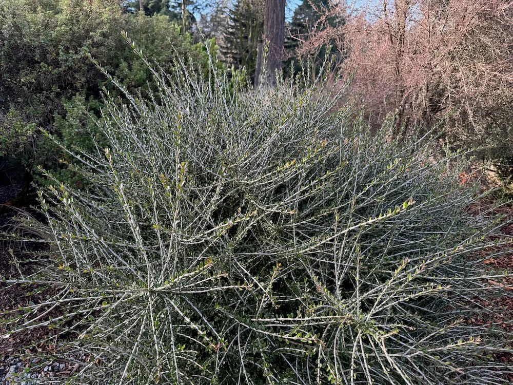 Melicytus crassifolius 01.jpeg