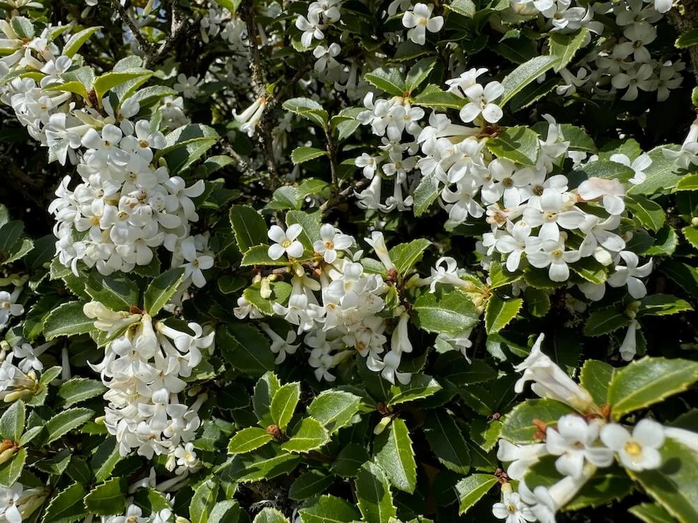 Osmanthus delavayi 09.jpeg