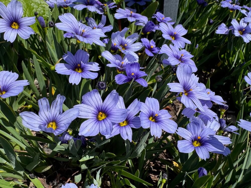 Sisyrinchium angustifolium 'Devon Skies' 04.jpeg