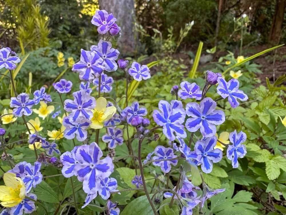 Omphalodes cappadocica 'Starry Eyes' 02.jpeg