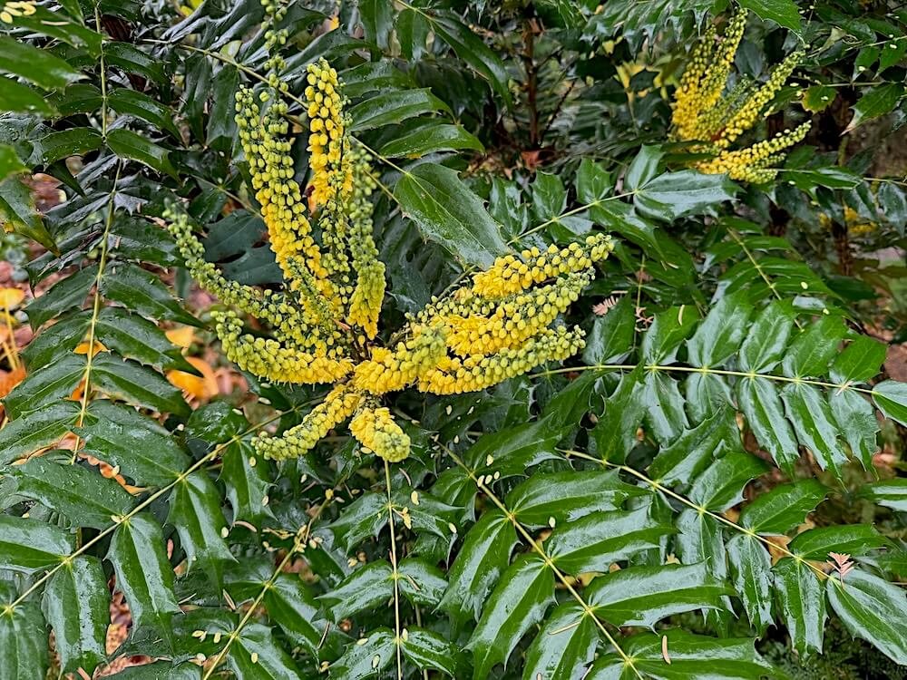 Mahonia x media 'Charity' 03.jpeg