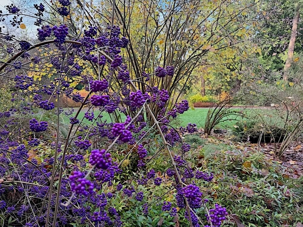 Callicarpa bodinieri var. giraldii 'Profusion' 02.jpeg