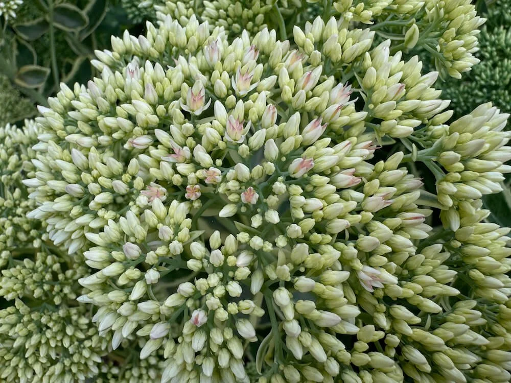 Sedum telephium 'Lajos' 03.jpeg