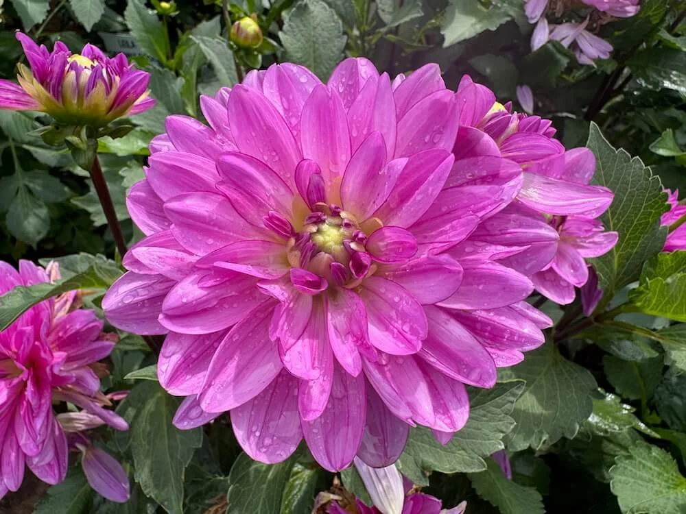 Dahlia 'Little Blessings' | Little Blessings Dahlia