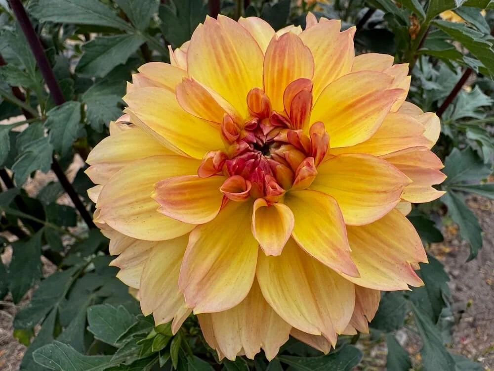 Dahlia 'Garden Time' 04.jpeg