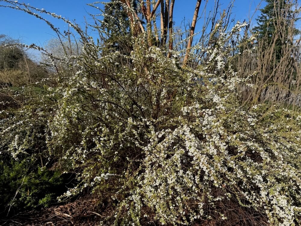 Spiraea thunbergii 'Ogon' 03.jpeg