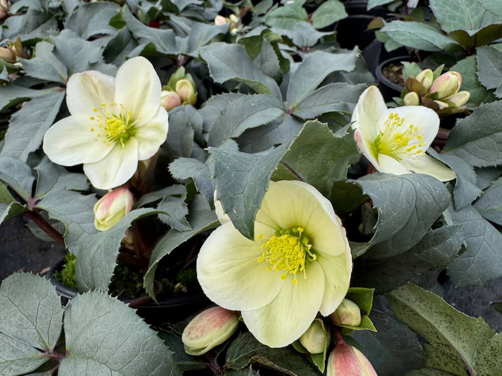 Helleborus x ericsmithii HGC 'Champion' 02.jpeg