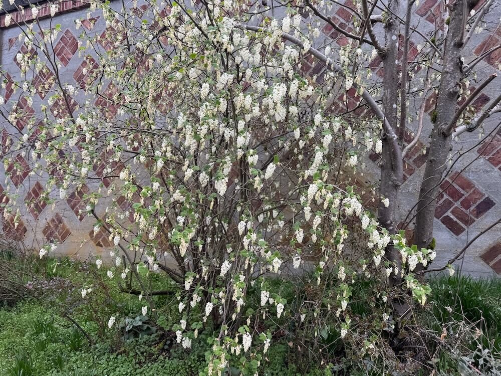 Ribes sanguineum 'Ubric' 03.jpeg