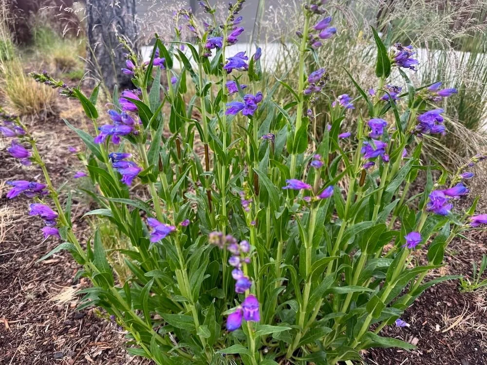 Penstemon strictus 02.jpeg