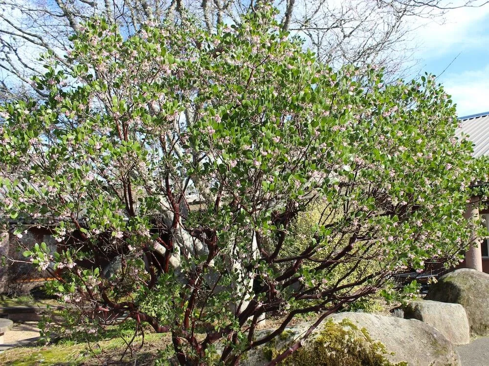 Arctostaphylos manzanita 'Hood Mountain' 03.JPG