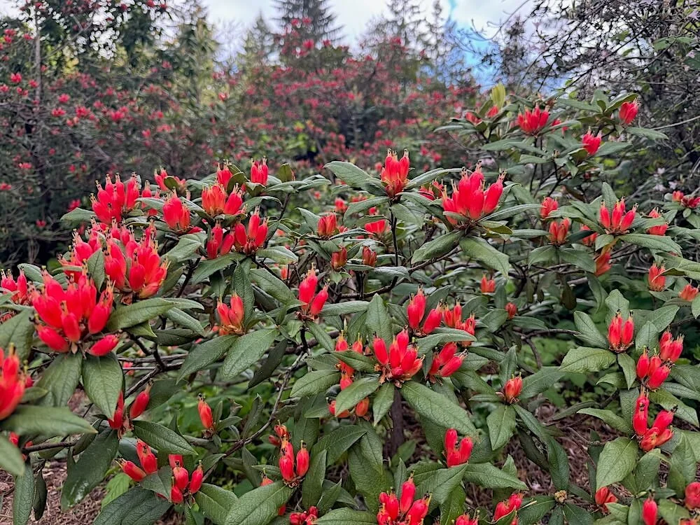 Rhododendron spinuliferum 03.jpeg