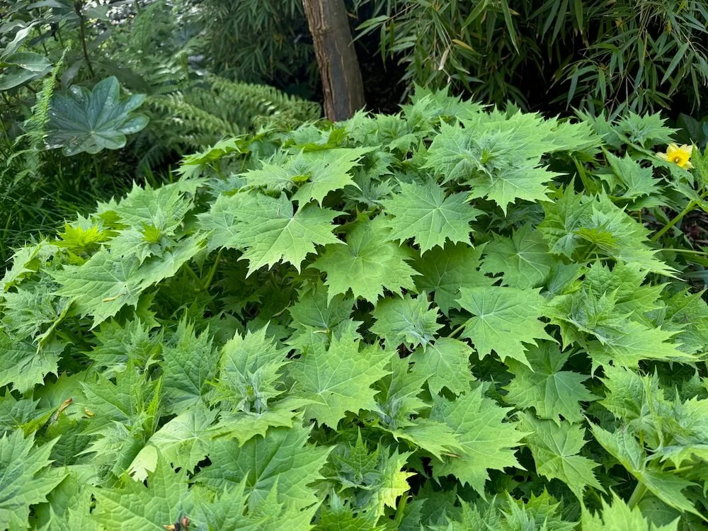 Kirengeshoma palmata 02.jpeg