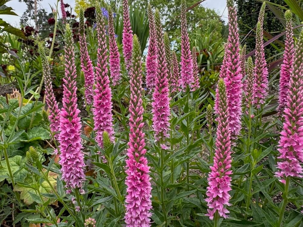 Veronica longifolia 'Perfectly Picasso' 02.jpeg