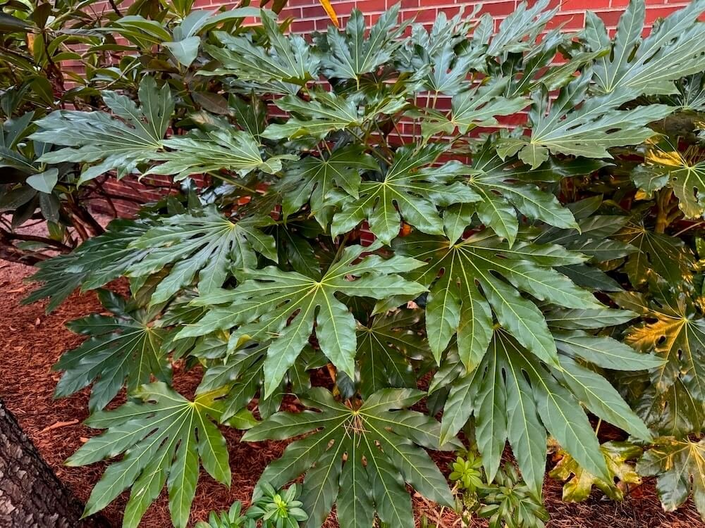 Fatsia japonica 03.jpeg