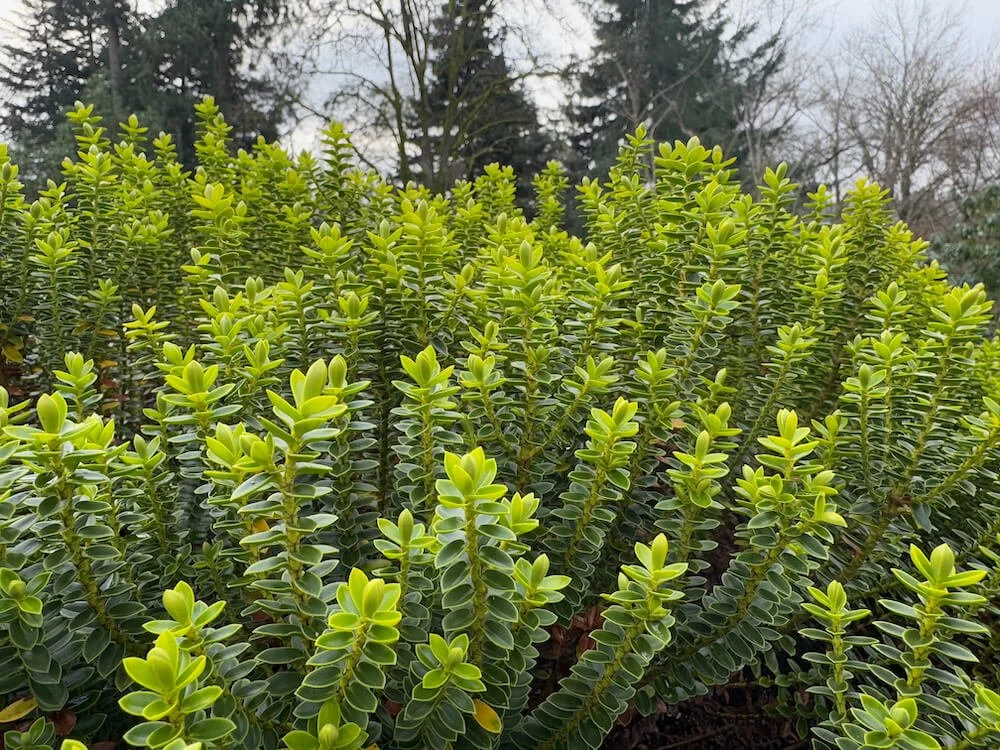 Veronica odora 'New Zealand Gold' 01.jpeg