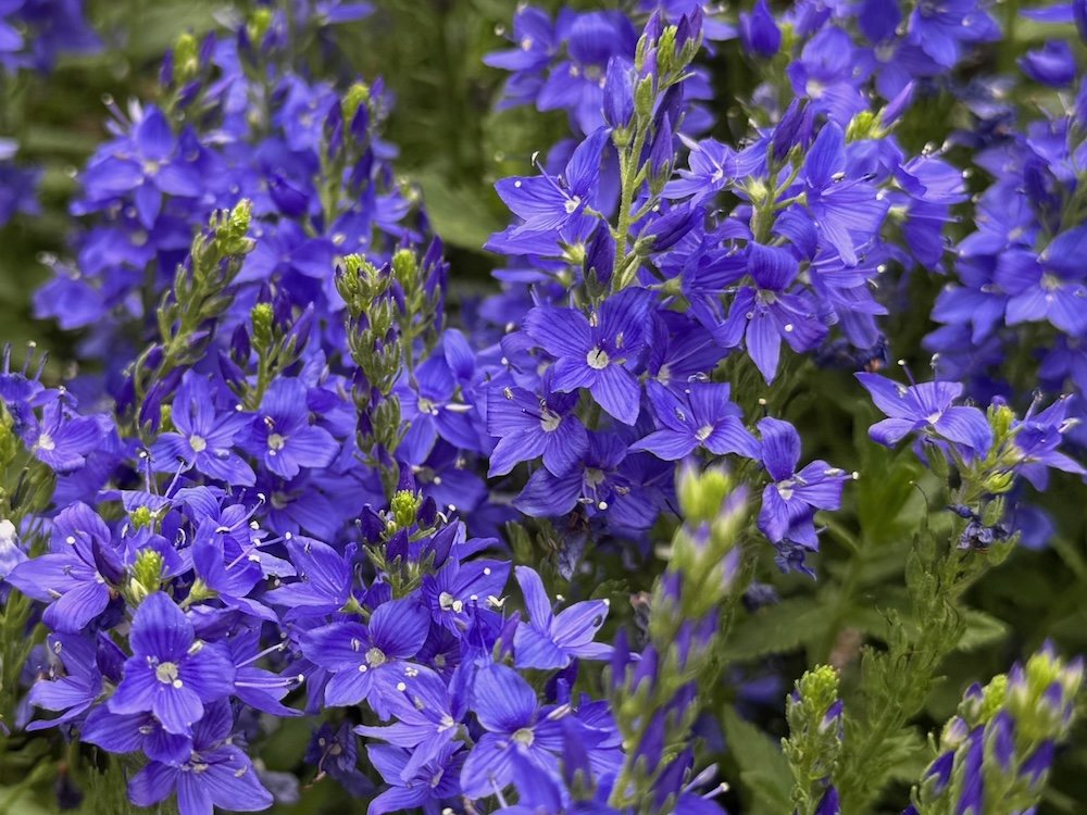 Veronica teucrium 'Royal Blue' 02.jpeg