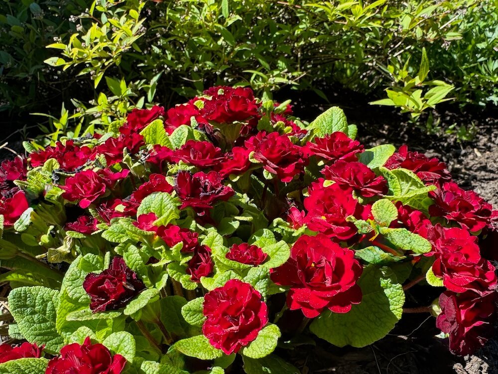 Primula vulgaris 'Belarina Valentine' 02.jpeg