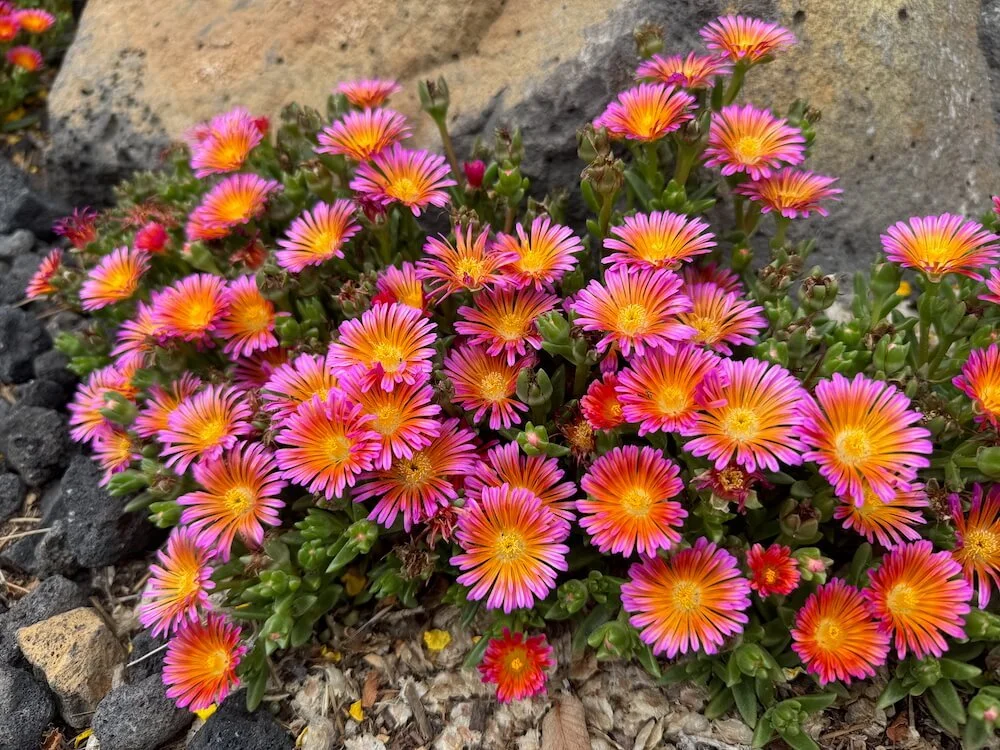 Delosperma hybrida Ocean Sunset 'Orange Glow' 04.jpeg