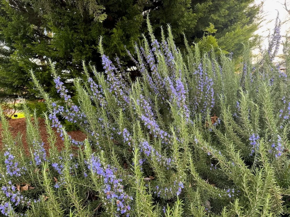 Rosmarinus officinalis 'Tuscan Blue' 05.jpeg