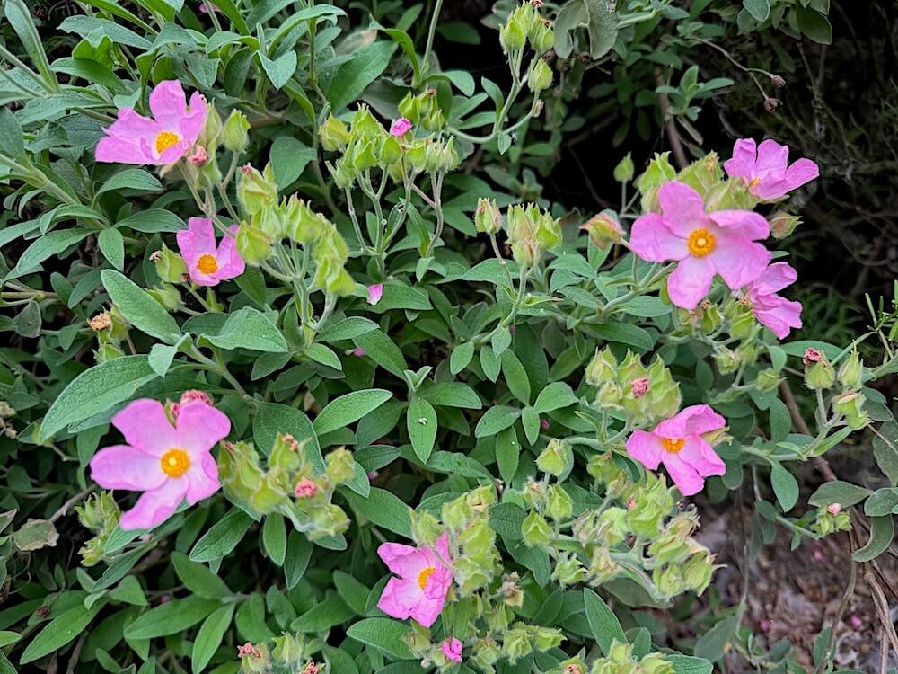 Cistus incanus tauricus 02.jpeg