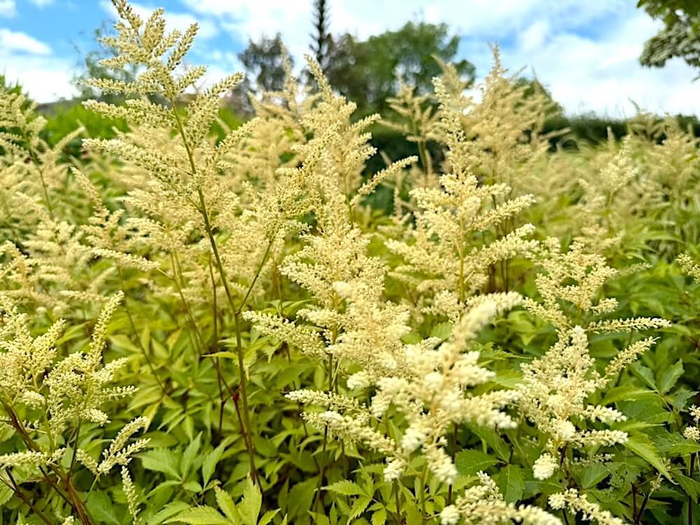 Astilbe japonica 'Washington' 02.jpeg