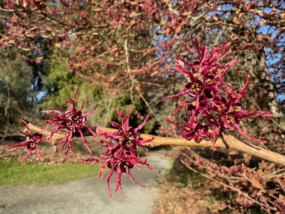 Hamamelis vernalis purpurea 01.jpeg
