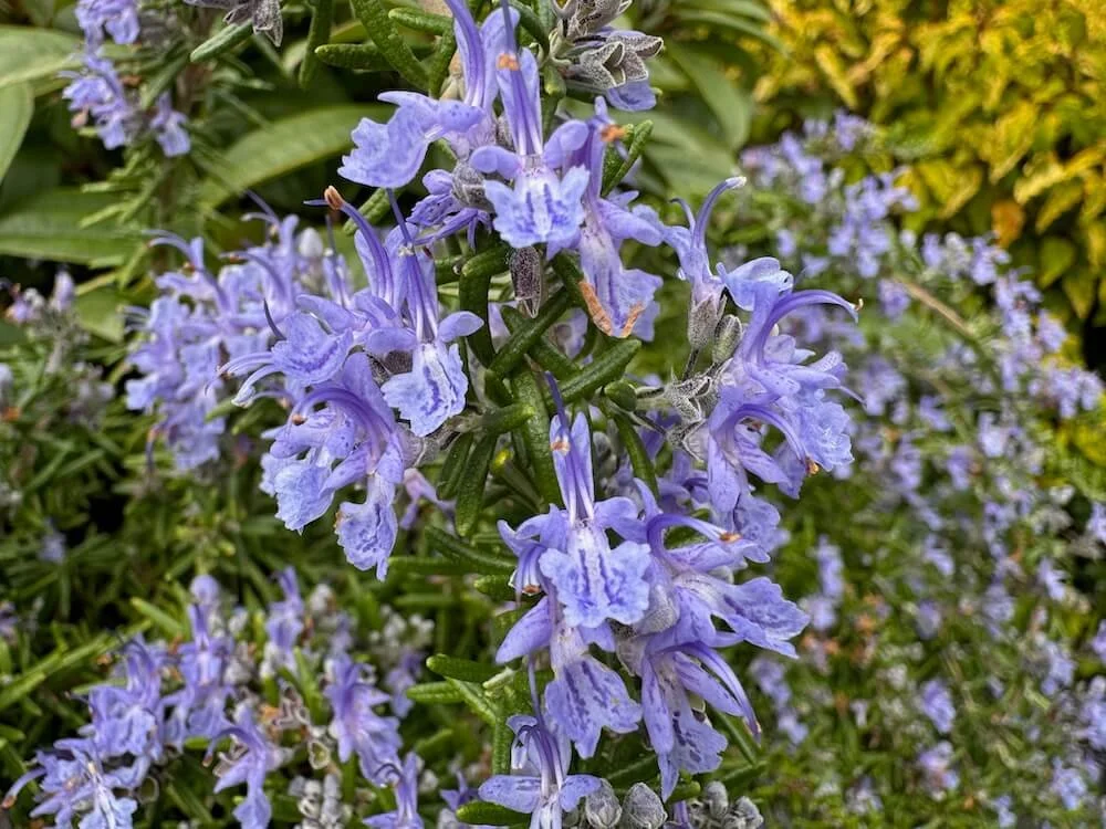 Rosmarinus officinalis 'Prostratus' 01.jpeg