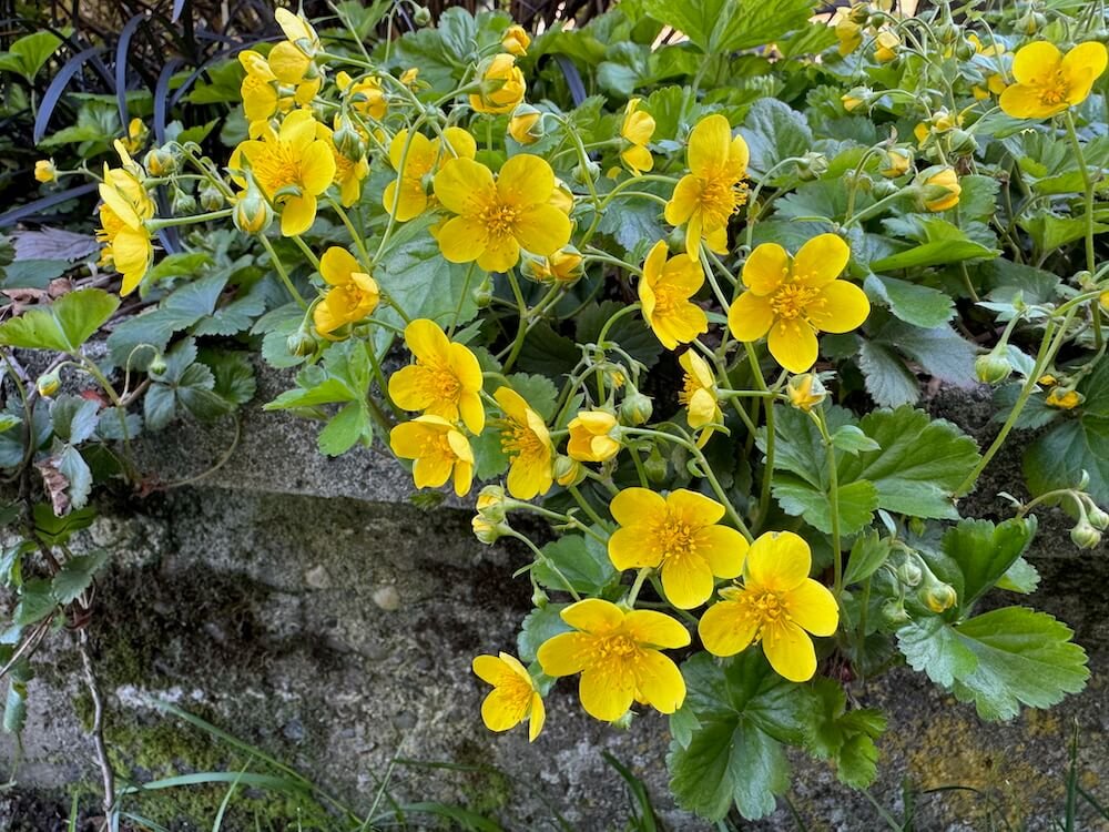 Waldsteinia ternata 02.jpeg