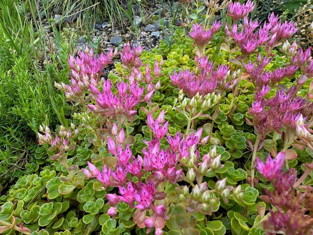 Sedum spurium 01.jpeg