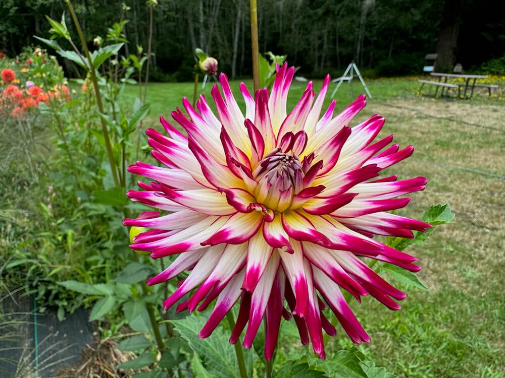 Dahlia 'Hollyhill Starburst' 03.jpeg