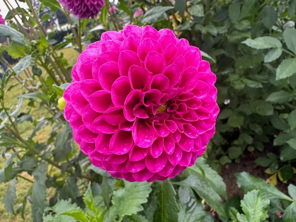 Dahlia 'Nijinsky' 02.jpeg