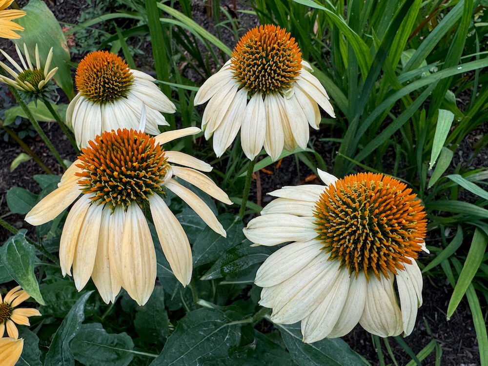 Echinacea 'Cheyenne Spirit' 01.jpeg
