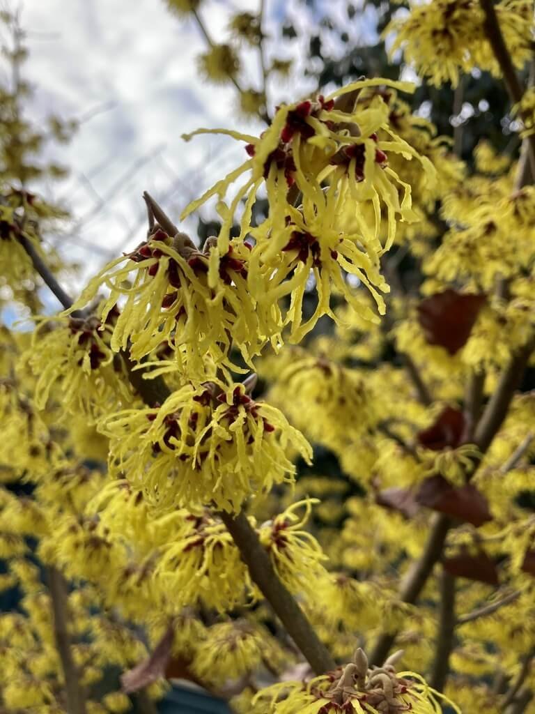 Hamamelis x intermedia 'Arnold Promise' 05.jpg