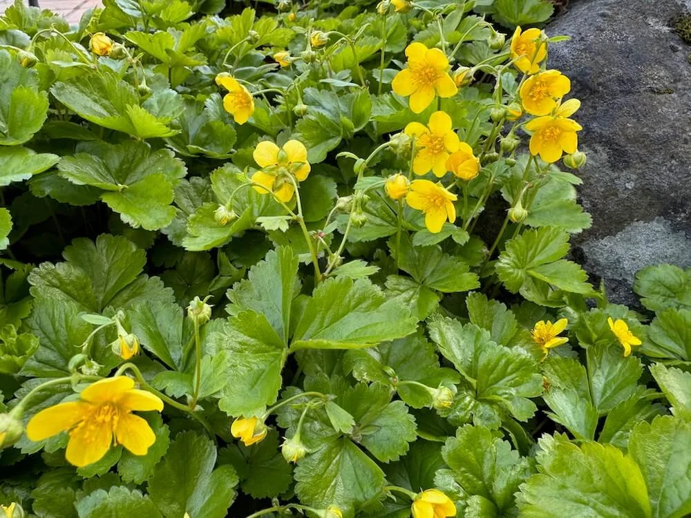 Waldsteinia ternata 04.jpeg