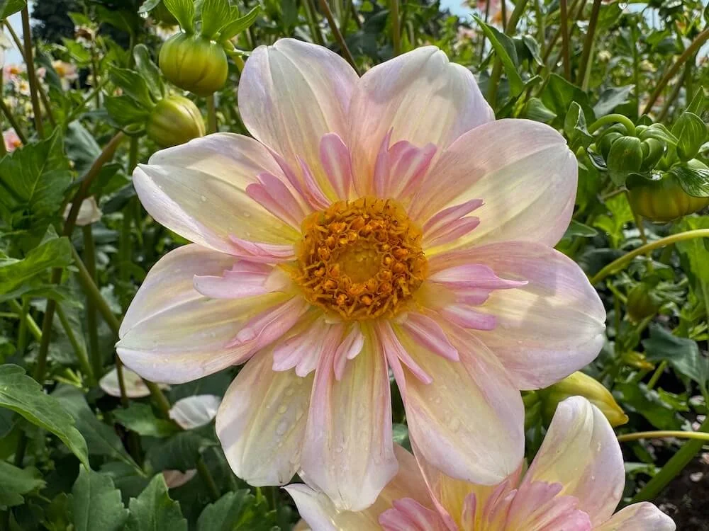 Dahlia 'Appleblossom' | Appleblossom Dahlia