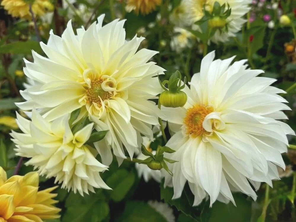 Dahlia+%27AC+Andromeda%27+01.jpg