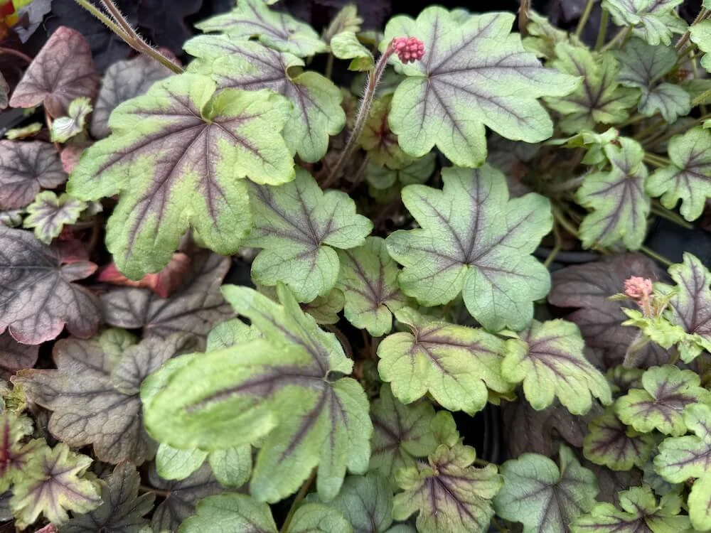 Heucherella 'Pink Fizz' 04.jpeg