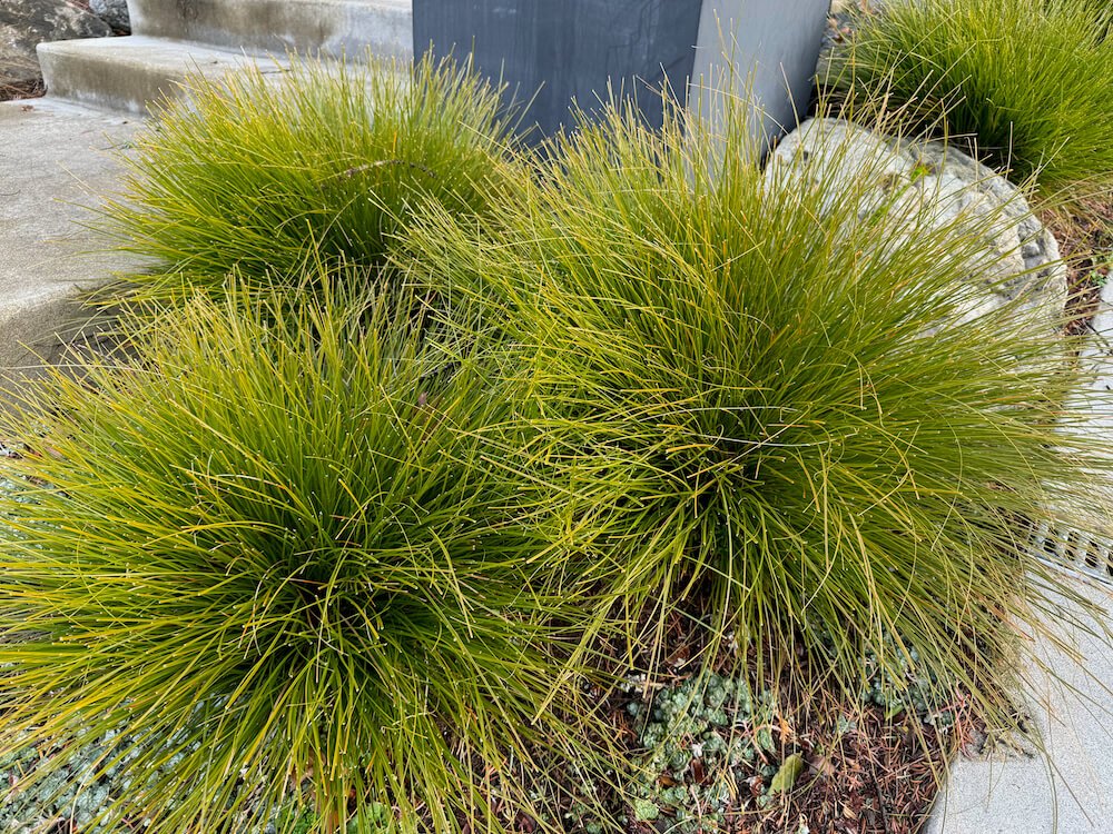 Lomandra confertifolia subsp. rubiginosa 'Lomlon' 01.jpeg