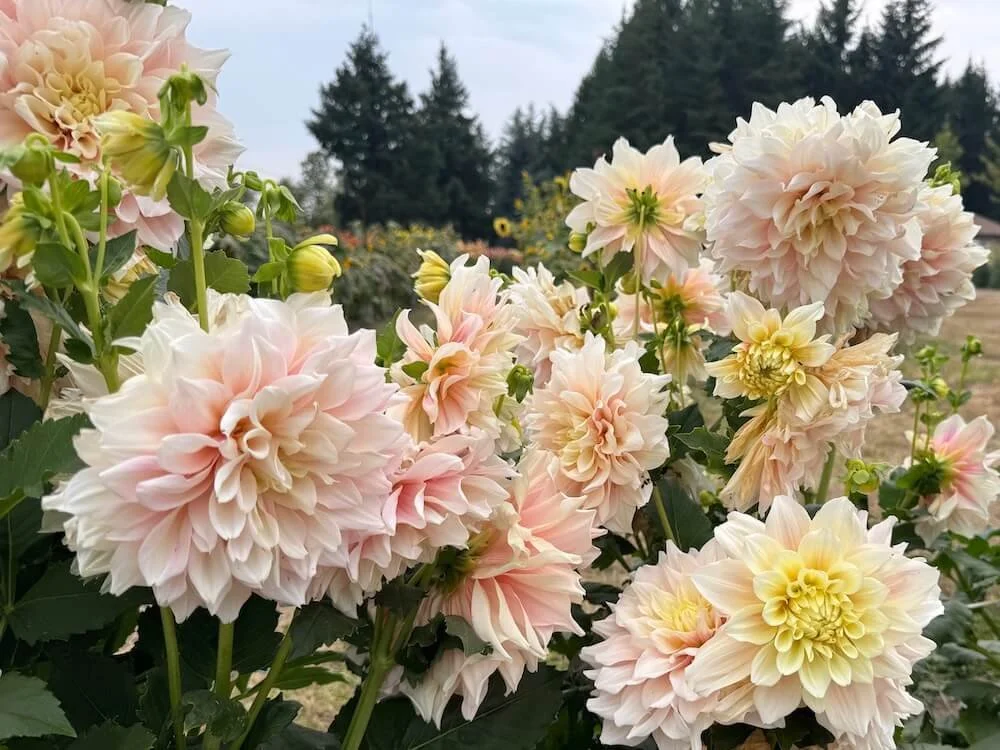 Dahlia 'Break Out' | Break Out Dahlia