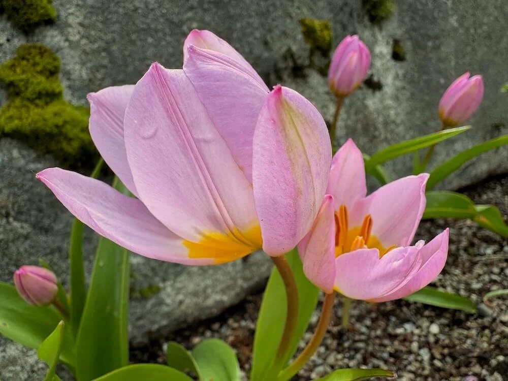 Tulipa saxatilis 02.jpeg