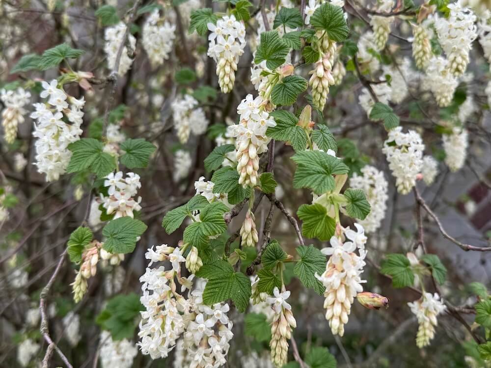 Ribes sanguineum 'Ubric' 02.jpeg