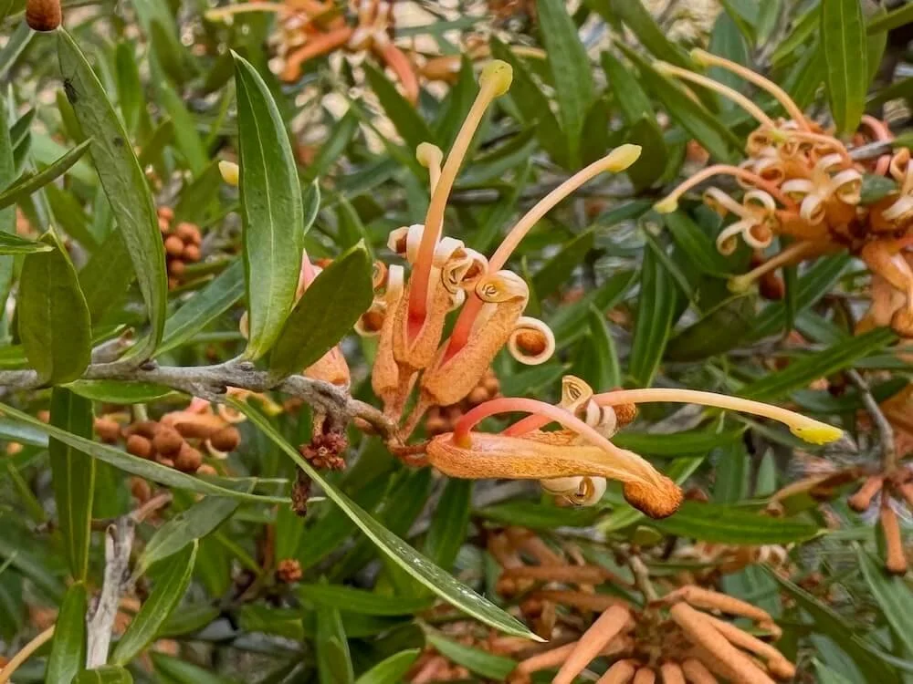 Grevillea x 'Poorinda Leane' 01.jpeg