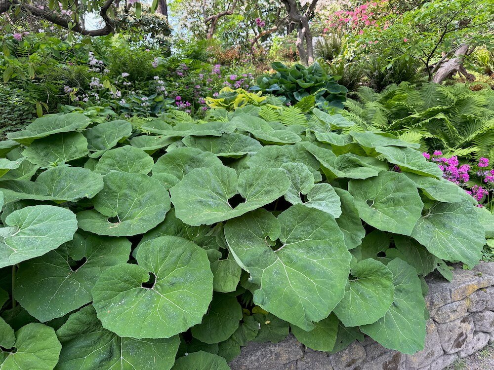 Petasites japonicus 03.jpeg