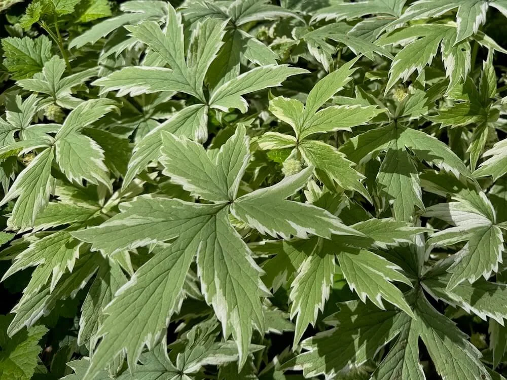 Hydrophyllum tenuipes 'EP Variegated' | Variegated Pacific Waterleaf (Co
