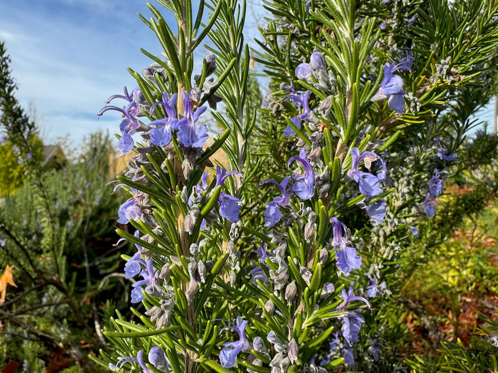 Rosmarinus officinalis 02.jpeg