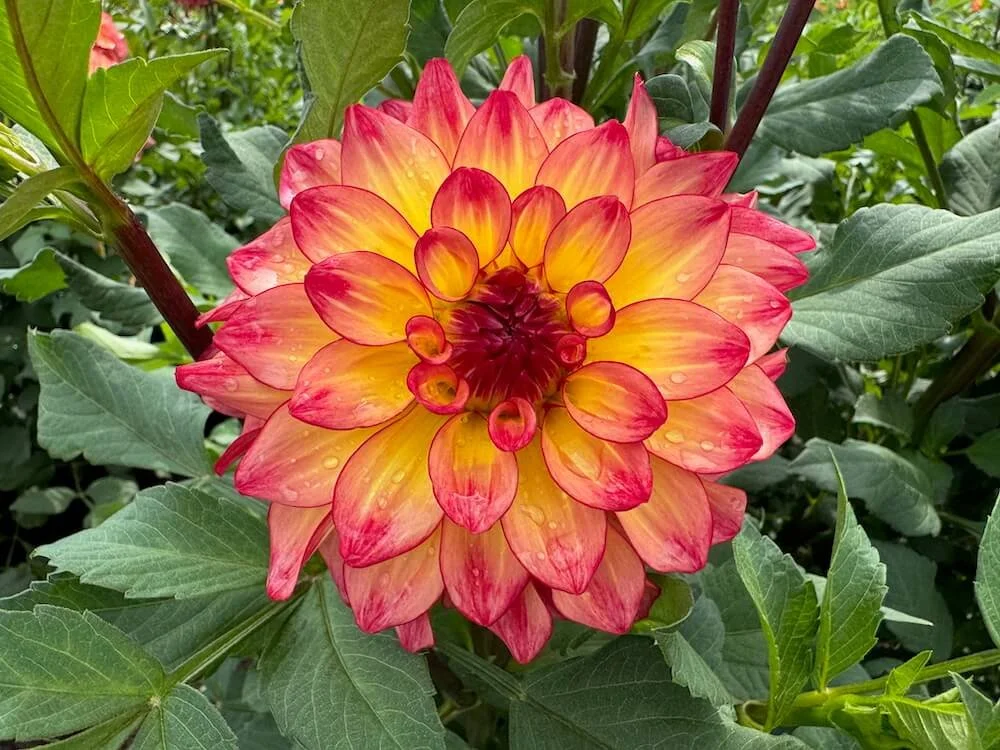 Dahlia 'Mai Tai' 08.jpeg